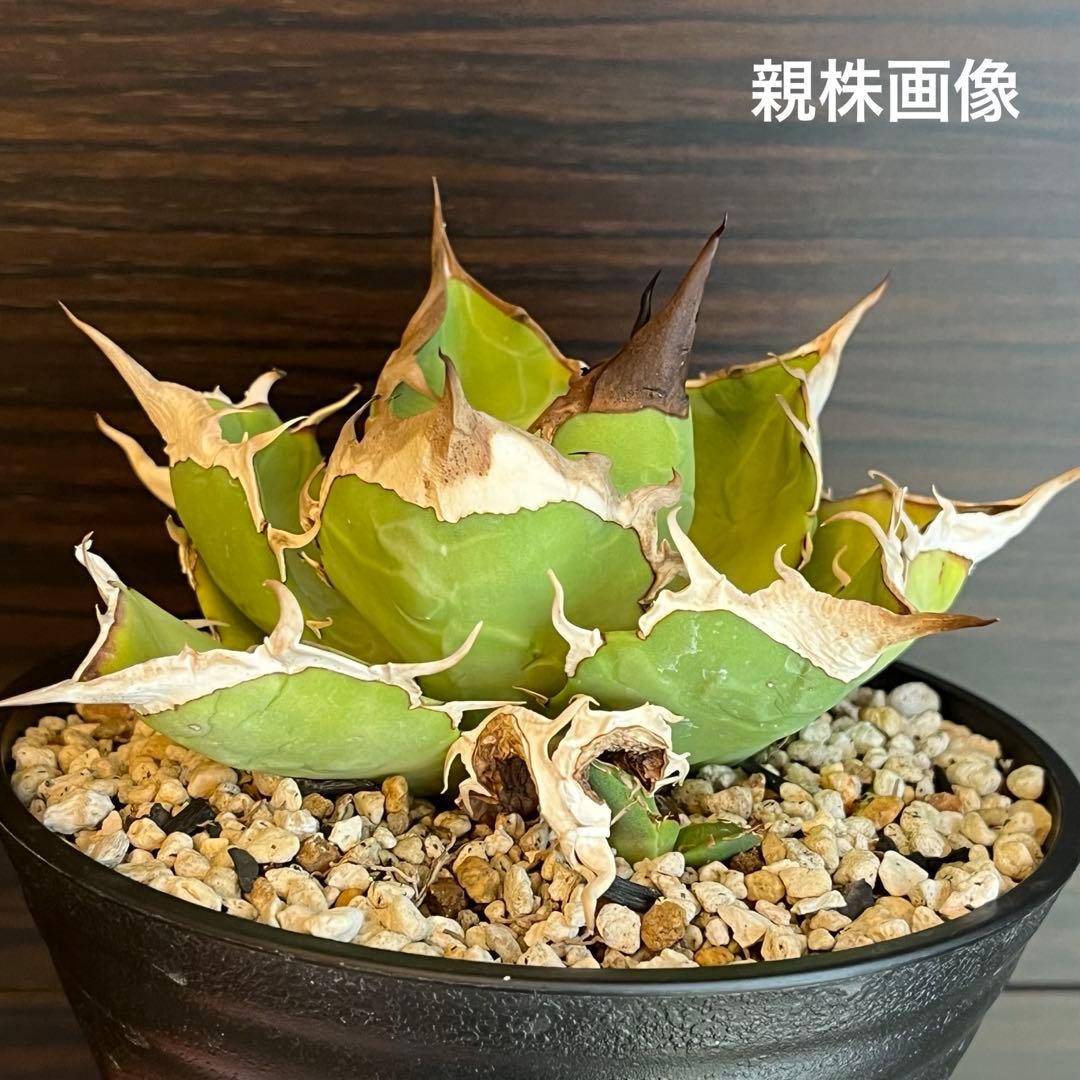 アガベ オアハカ 現地株 子株 portlano