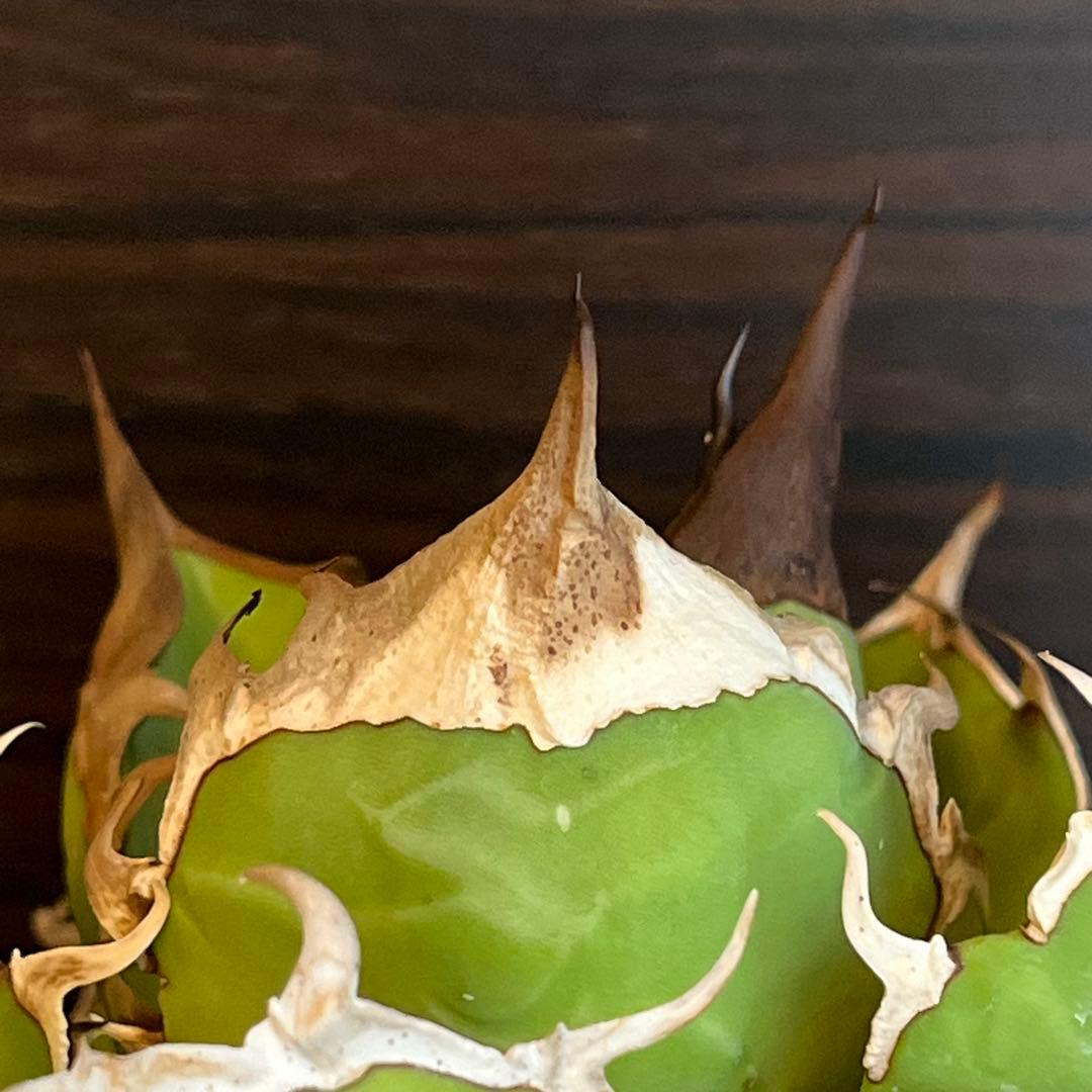 アガベ オアハカ 現地株 子株 portlano