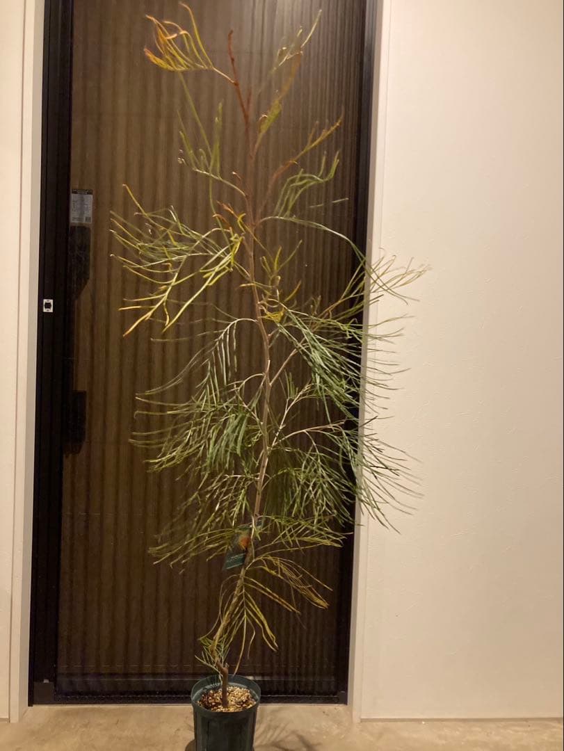 グレビレア　リトルハニー　希少2