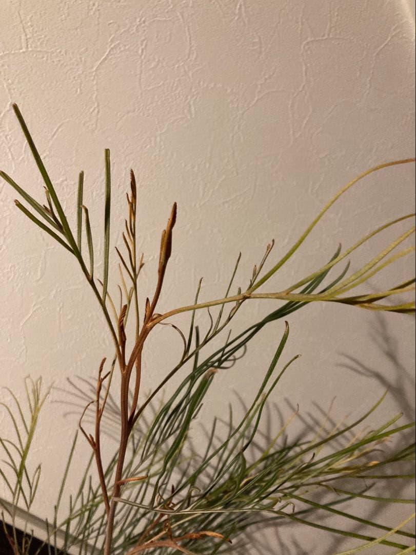 グレビレア　リトルハニー　希少2