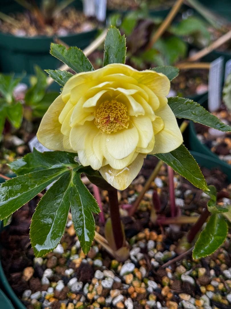 加藤農園 多弁ゴールド