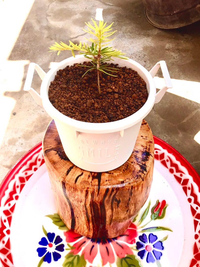 完売【可愛い野生のもみの木さん/クリスマスツリー】樅の木/モミの木/今年2年生