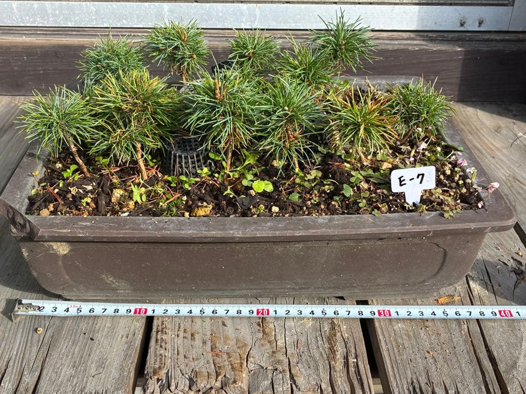 14本セット ★盆栽★ 赤石五葉松　 E-8 ★愛媛県より発送★