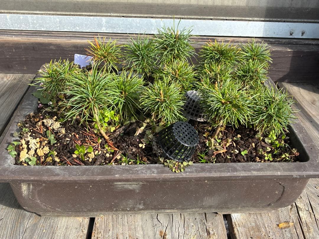 14本セット ★盆栽★ 赤石五葉松　 E-8 ★愛媛県より発送★