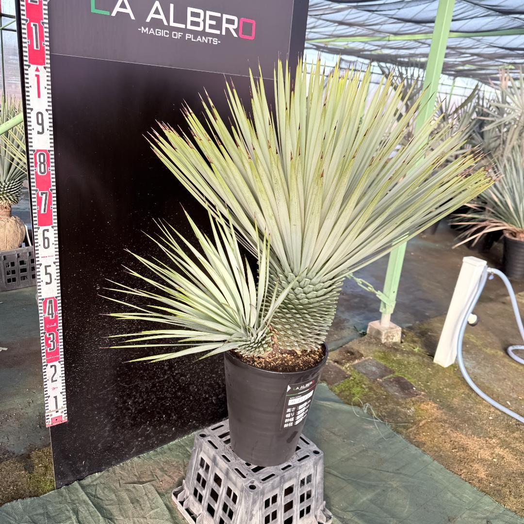 【AL1116】ユッカ　ロストラータ　希少ダブルヘッド