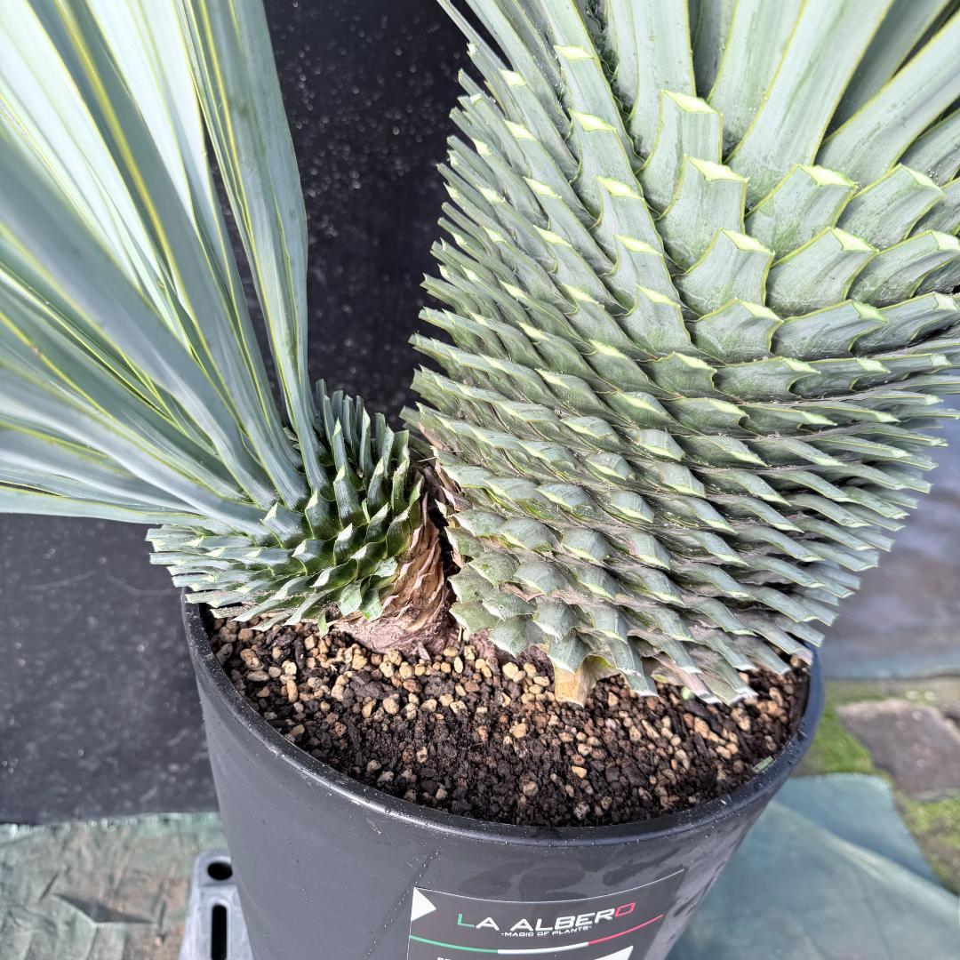 【AL1116】ユッカ　ロストラータ　希少ダブルヘッド