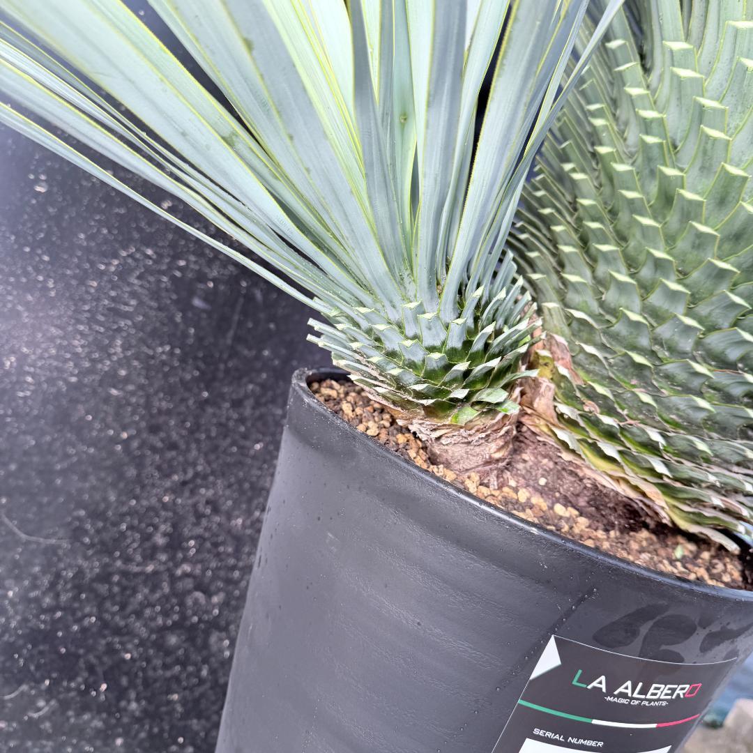 【AL1116】ユッカ　ロストラータ　希少ダブルヘッド