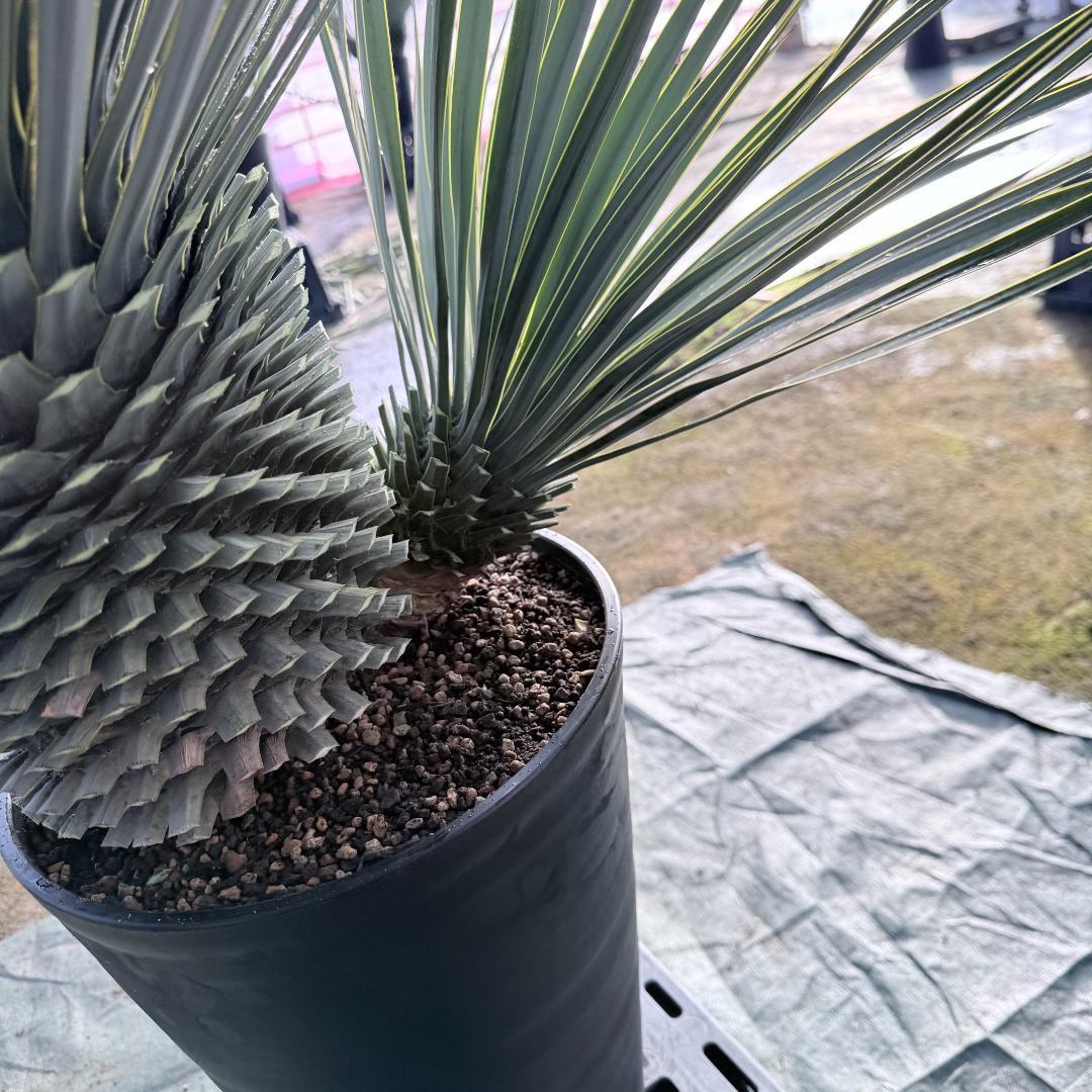 【AL1116】ユッカ　ロストラータ　希少ダブルヘッド