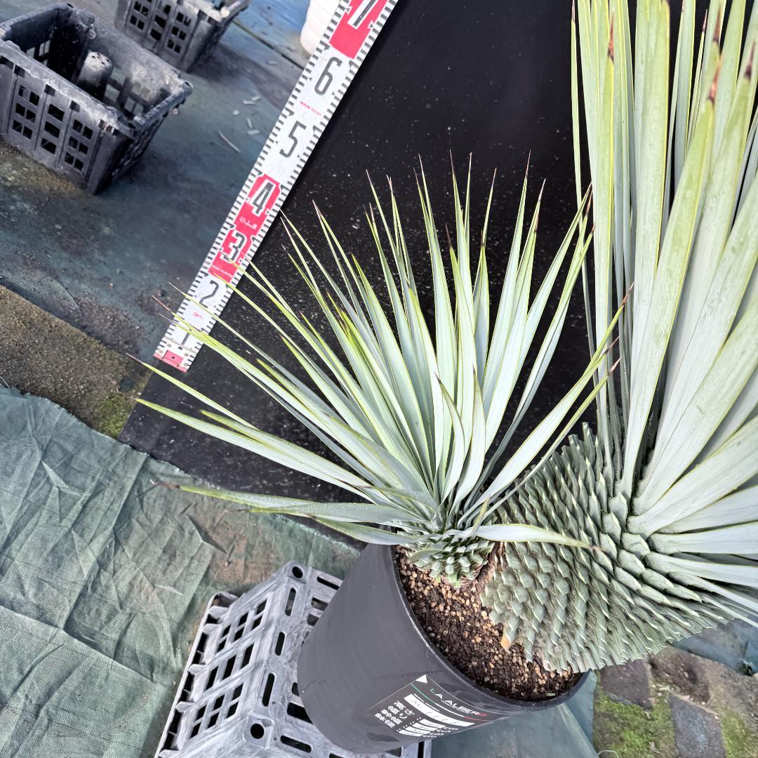 【AL1116】ユッカ　ロストラータ　希少ダブルヘッド