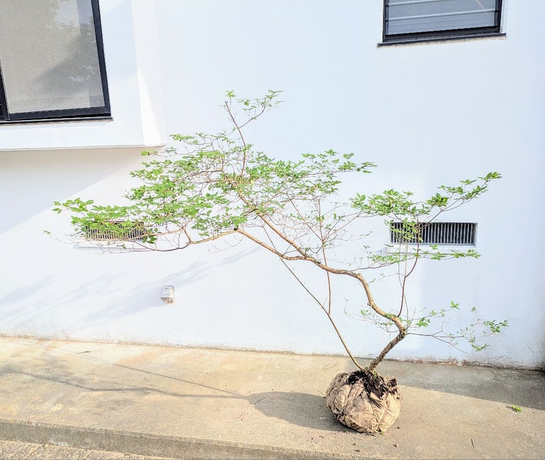 唯一無二。山採りヤマツツジ。