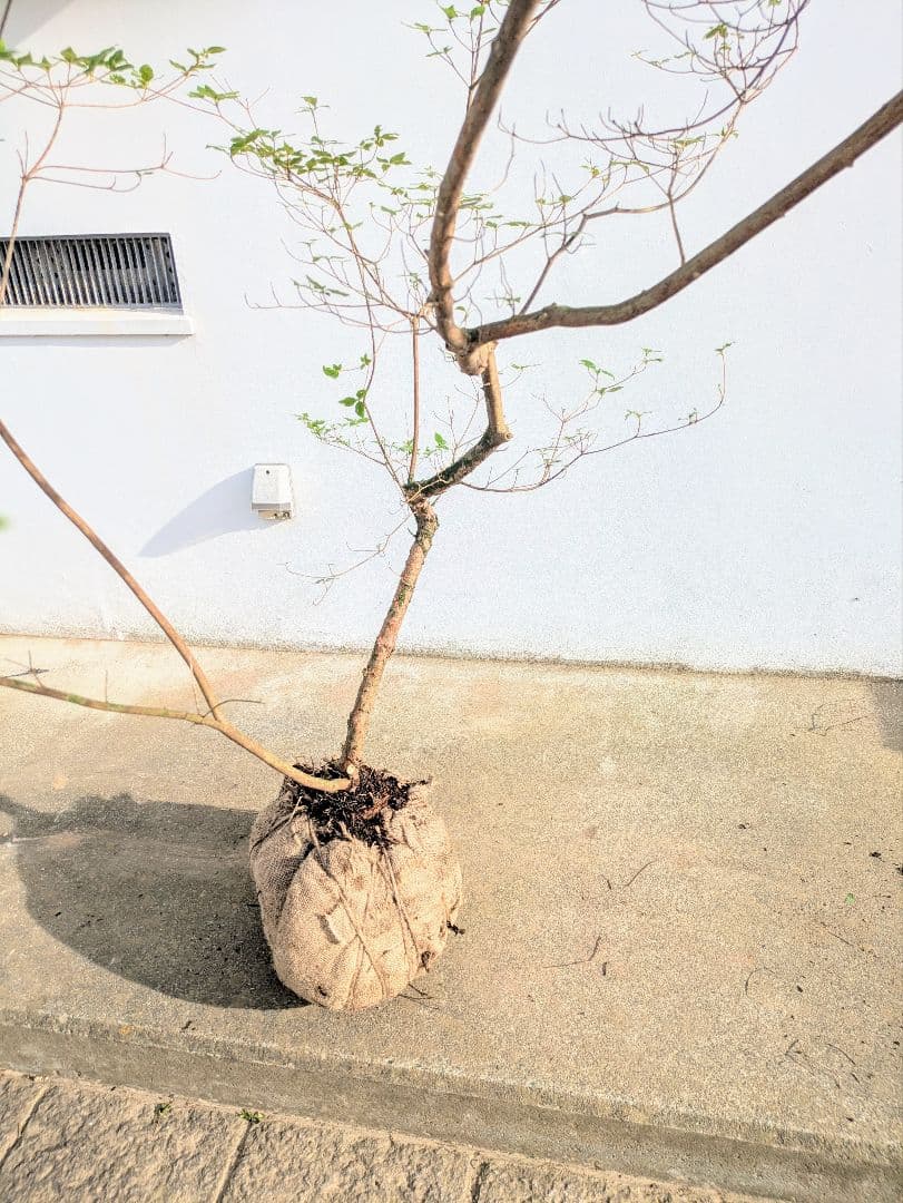 唯一無二。山採りヤマツツジ。