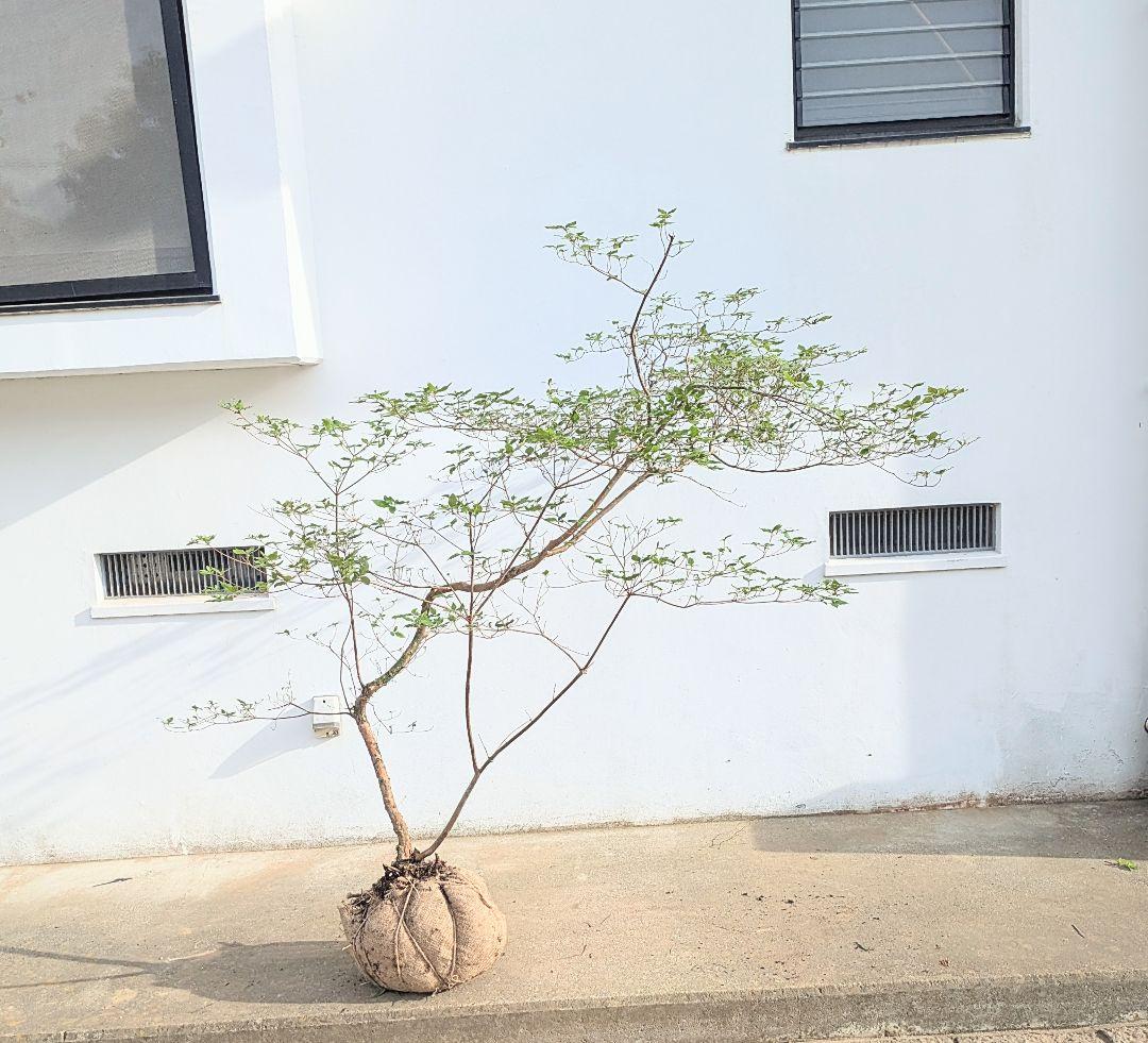 唯一無二。山採りヤマツツジ。