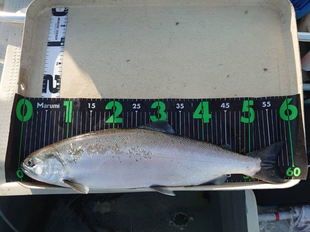 ビワマス釣り最強ルアー ！レイクトローリング ５個セット！