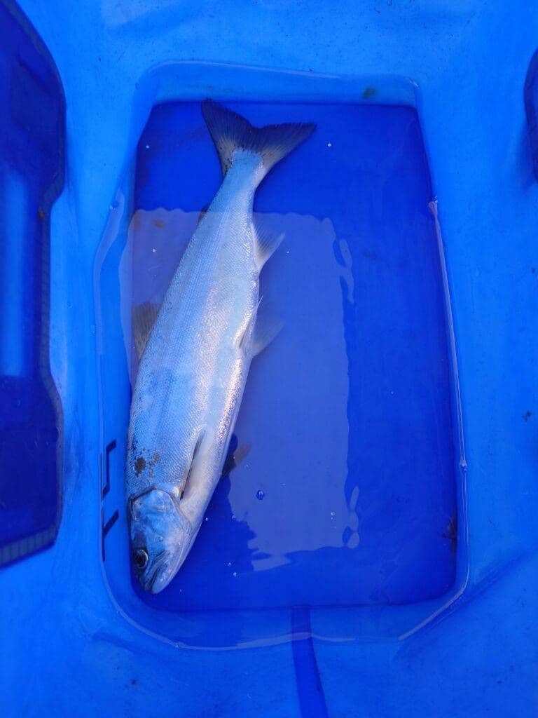 ビワマス釣り最強ルアー ！レイクトローリング ５個セット！