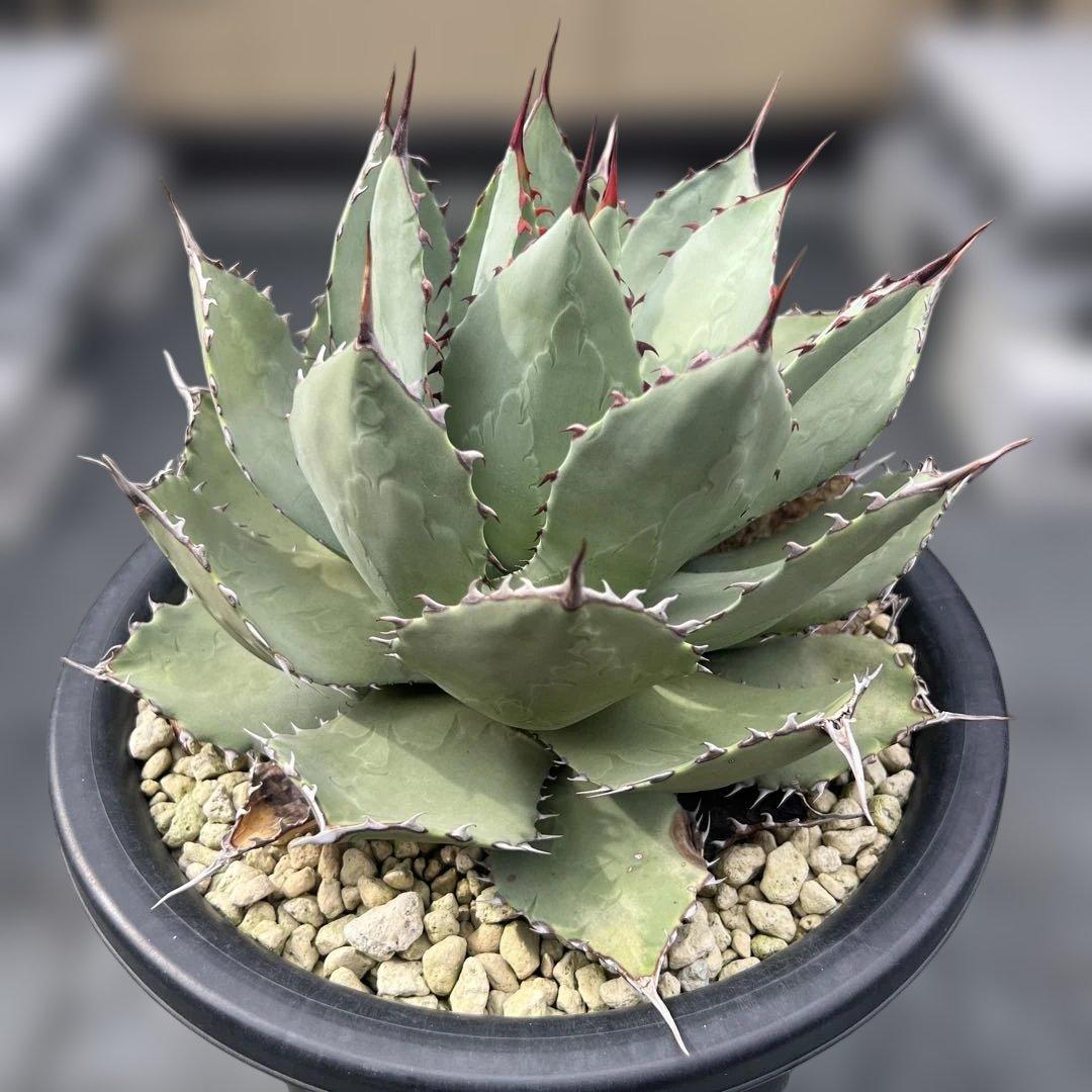 アガベ　パリーハイブリッド