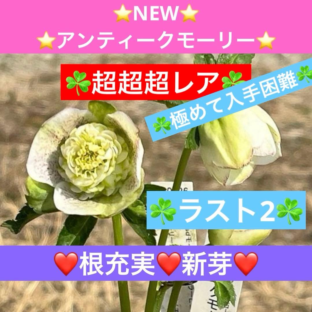 r*i様 ☘️ラスト2☘️超超超レア☘️❤️根充実❤️新芽❤️3280⭐️NEW