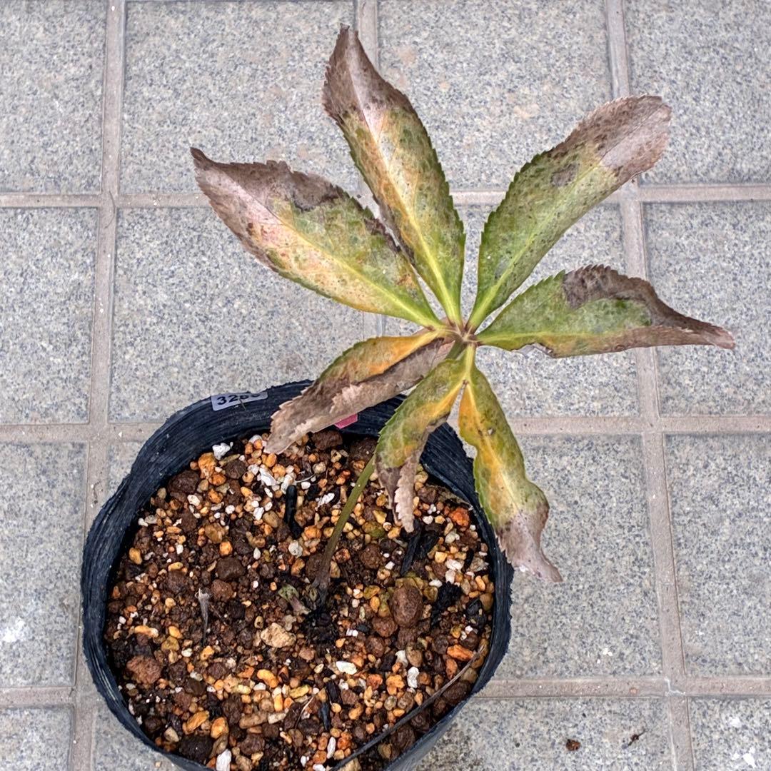 r*i様 ☘️ラスト2☘️超超超レア☘️❤️根充実❤️新芽❤️3280⭐️NEW