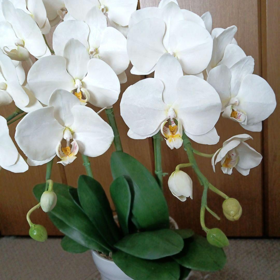 専用 3本立ち 大輪胡蝶蘭 クレイフラワー