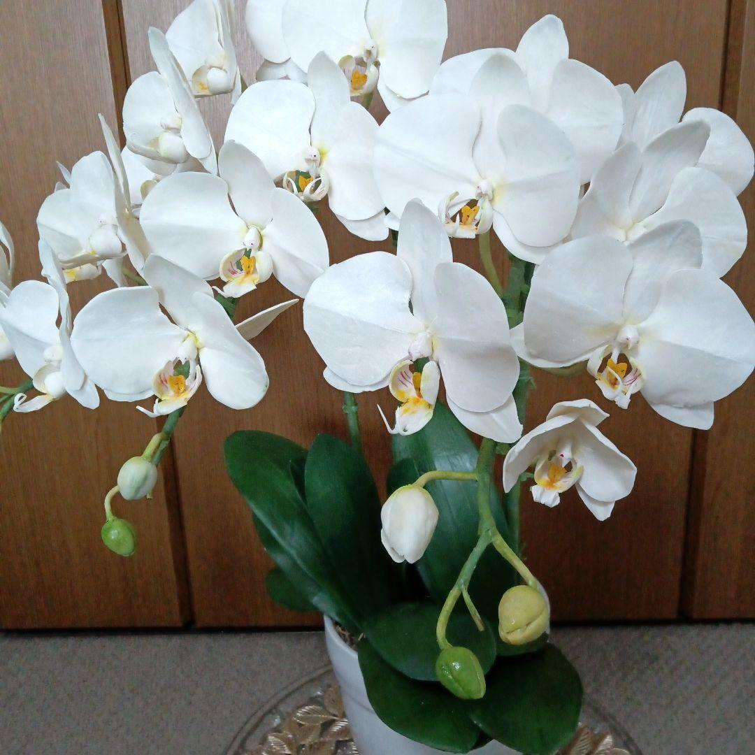 専用 3本立ち 大輪胡蝶蘭 クレイフラワー