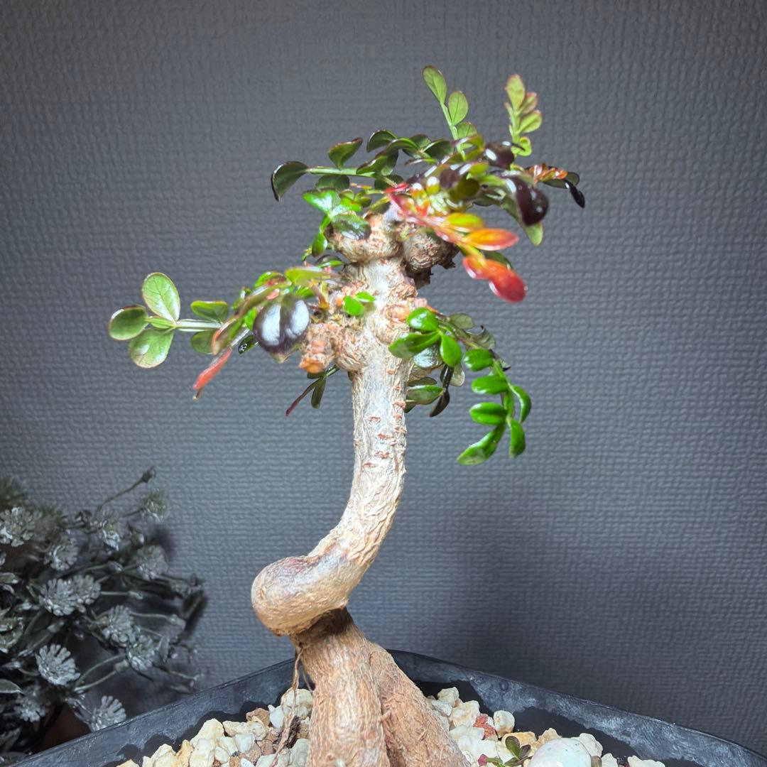 オペルクリカリアデカリー　国内実生4年　作り込み株　盆栽仕立て　芋大きめ