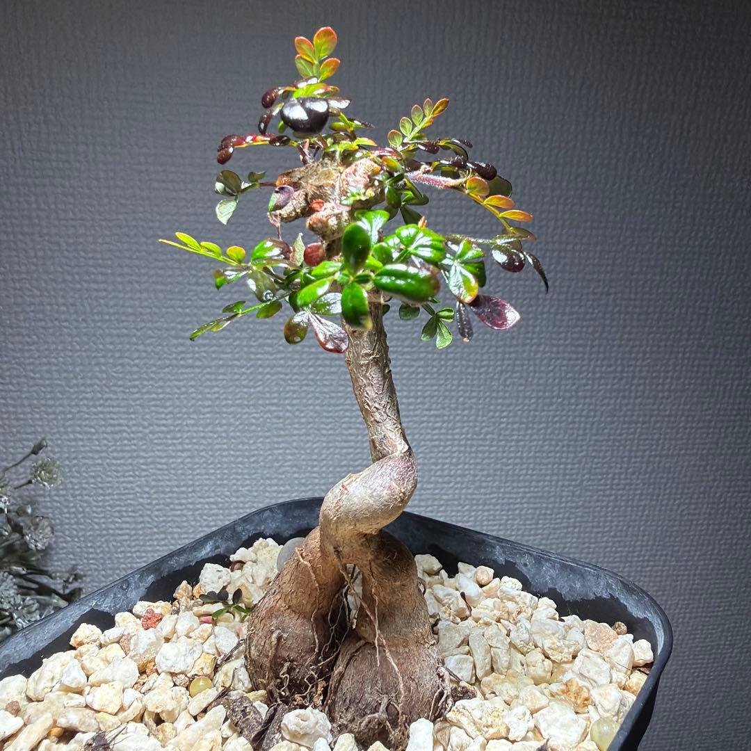 オペルクリカリアデカリー　国内実生4年　作り込み株　盆栽仕立て　芋大きめ