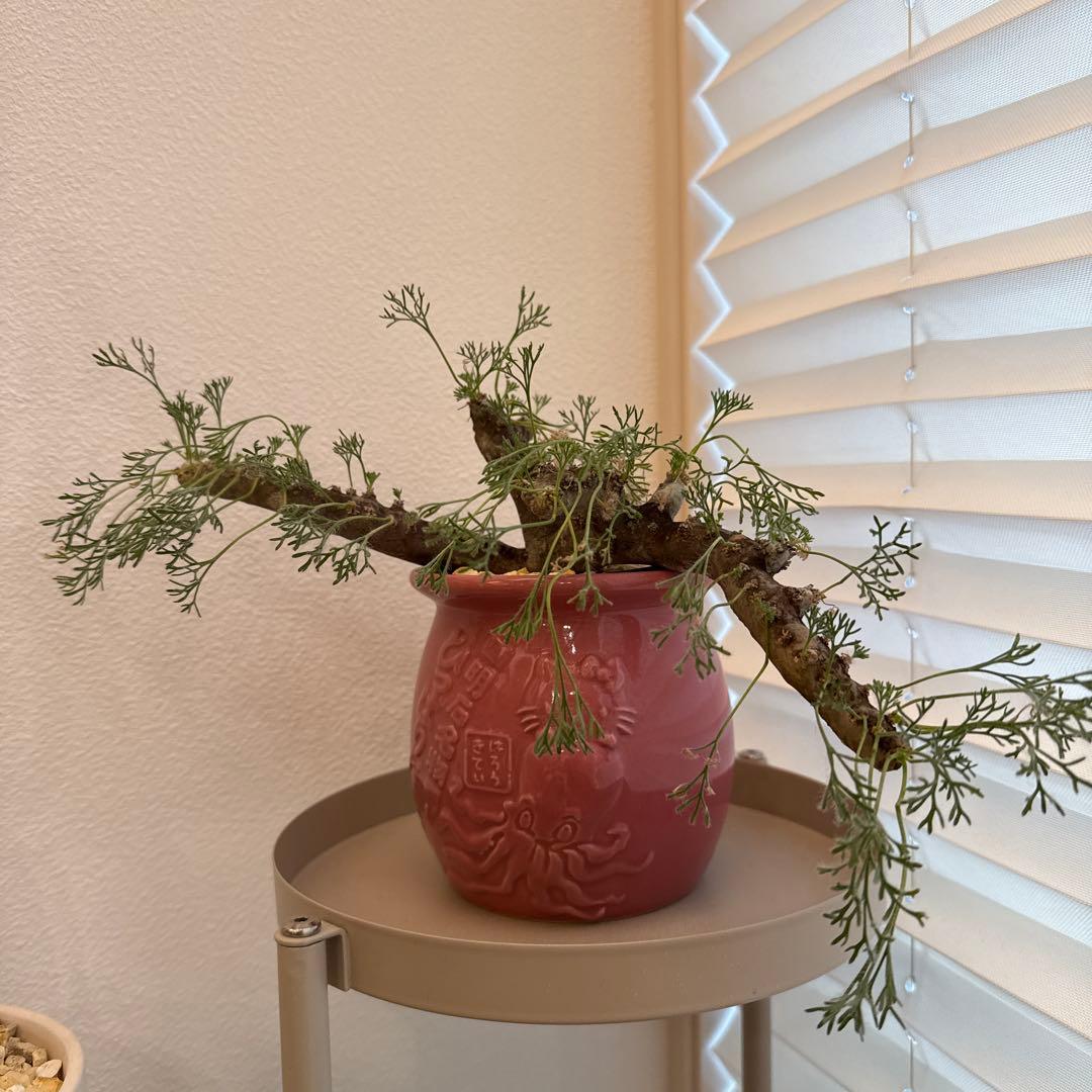 サルコカウロン　モンソニア　ムルチフィダ