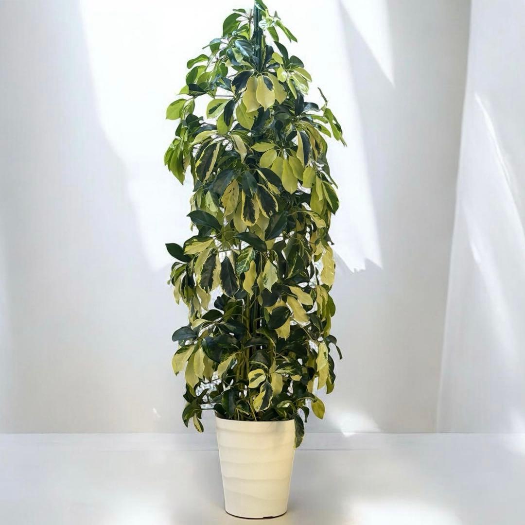 ☆ シェフレラ•ゴールドリーフ♪ 140cm 10号 リビングサイズ♪