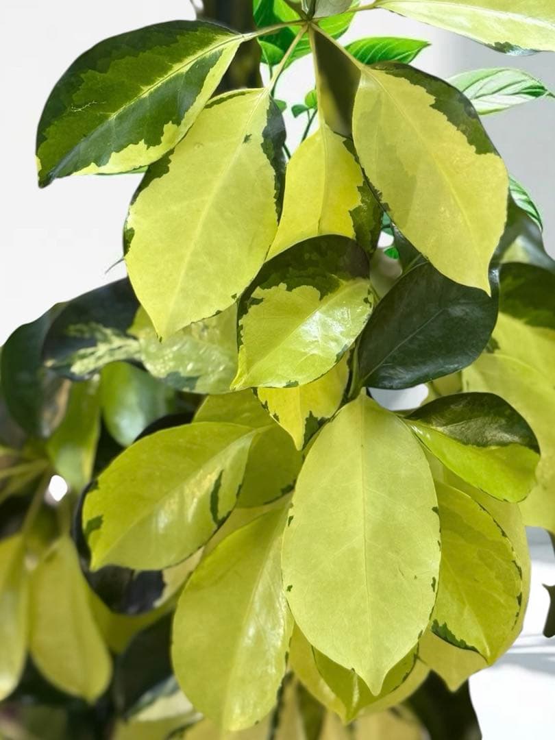 ☆ シェフレラ•ゴールドリーフ♪ 140cm 10号 リビングサイズ♪