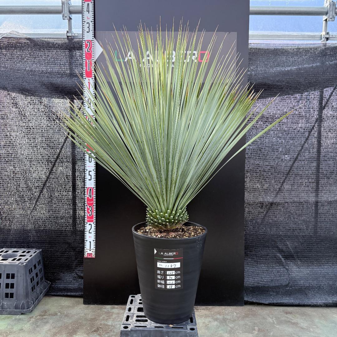 【AL1187】ユッカ　ロストラータ　ランチョブルー