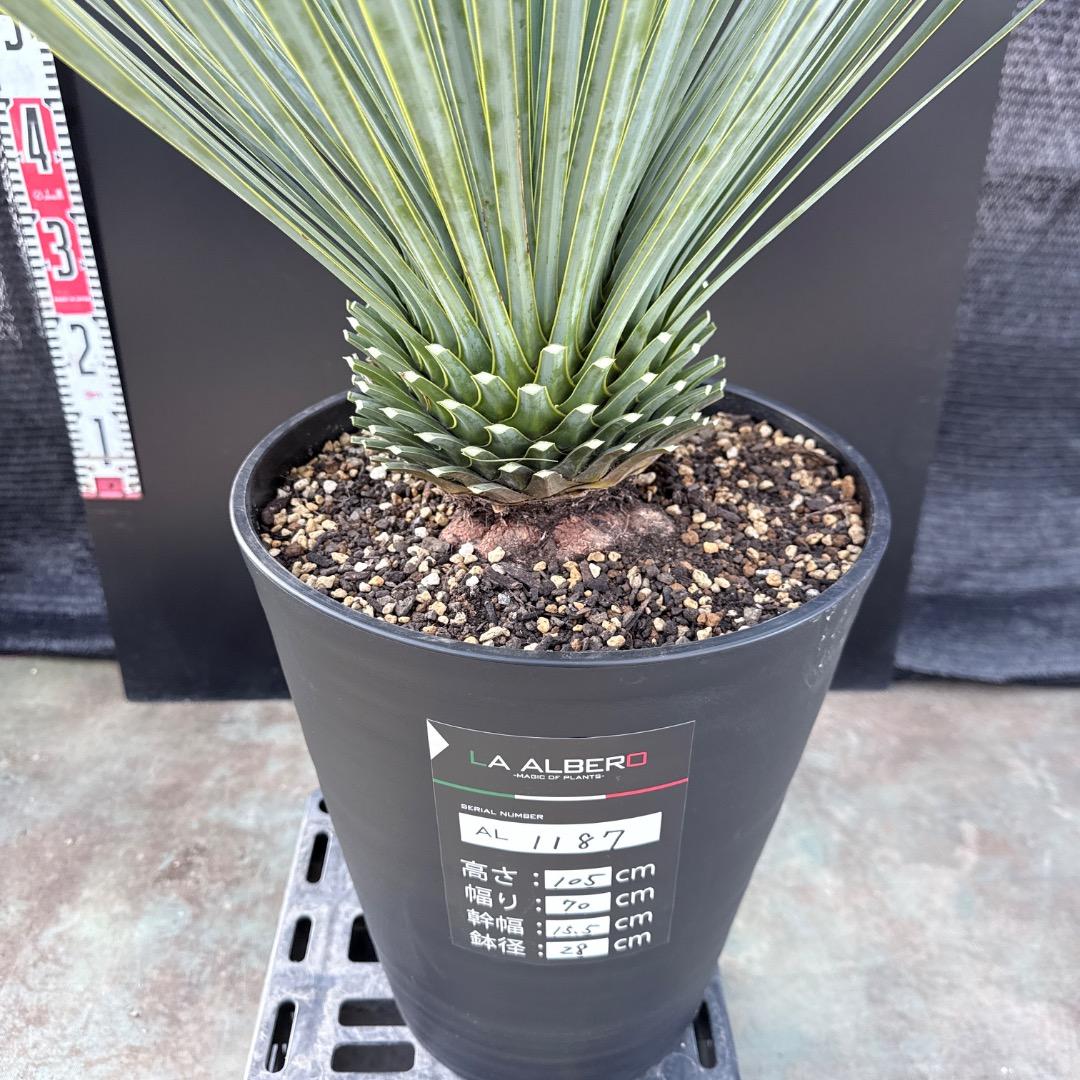 【AL1187】ユッカ　ロストラータ　ランチョブルー