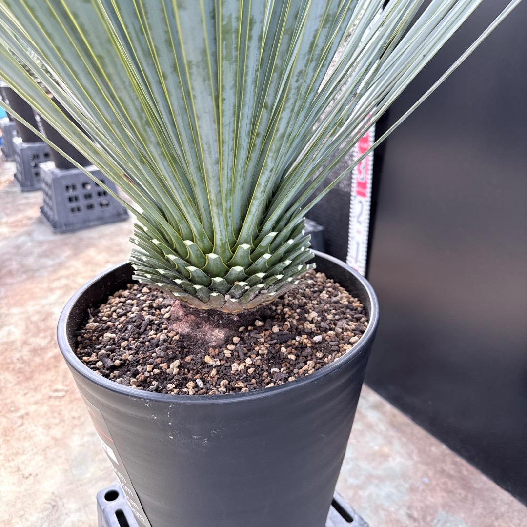 【AL1187】ユッカ　ロストラータ　ランチョブルー