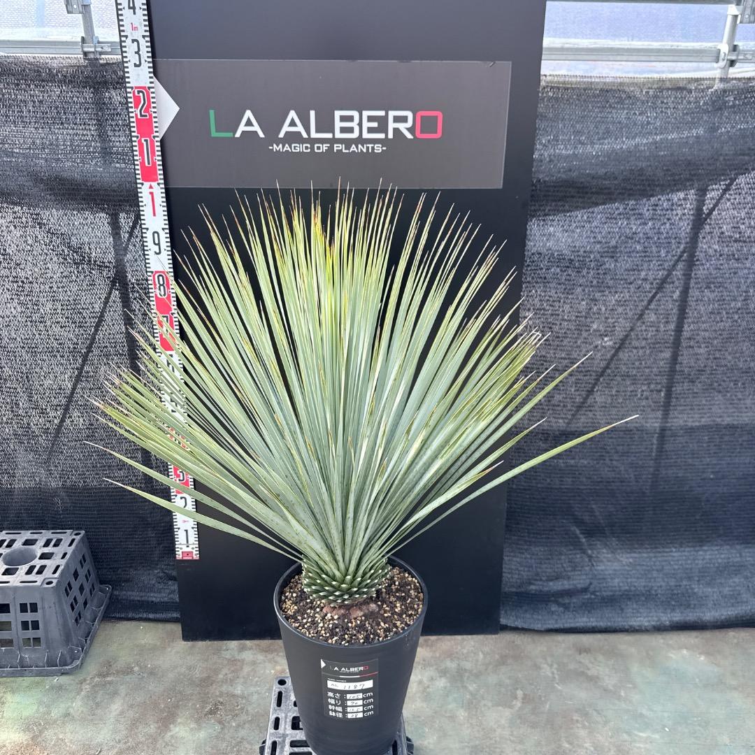 【AL1187】ユッカ　ロストラータ　ランチョブルー