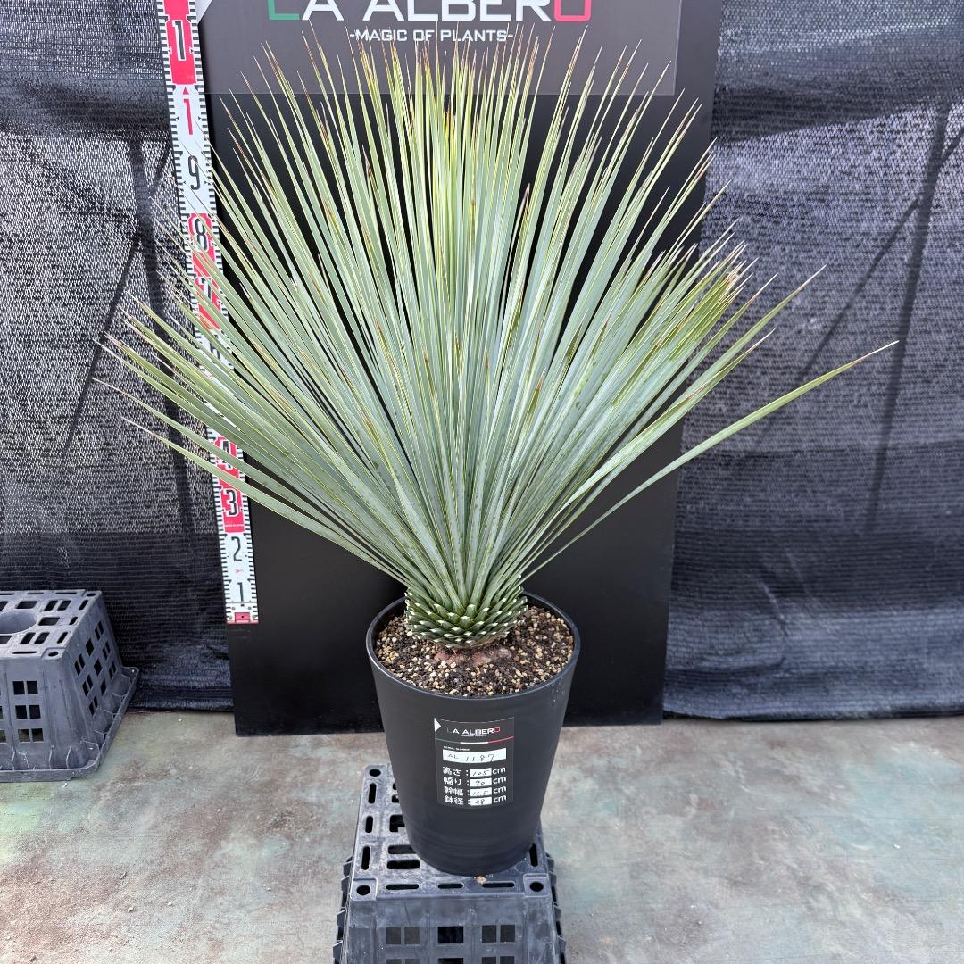 【AL1187】ユッカ　ロストラータ　ランチョブルー