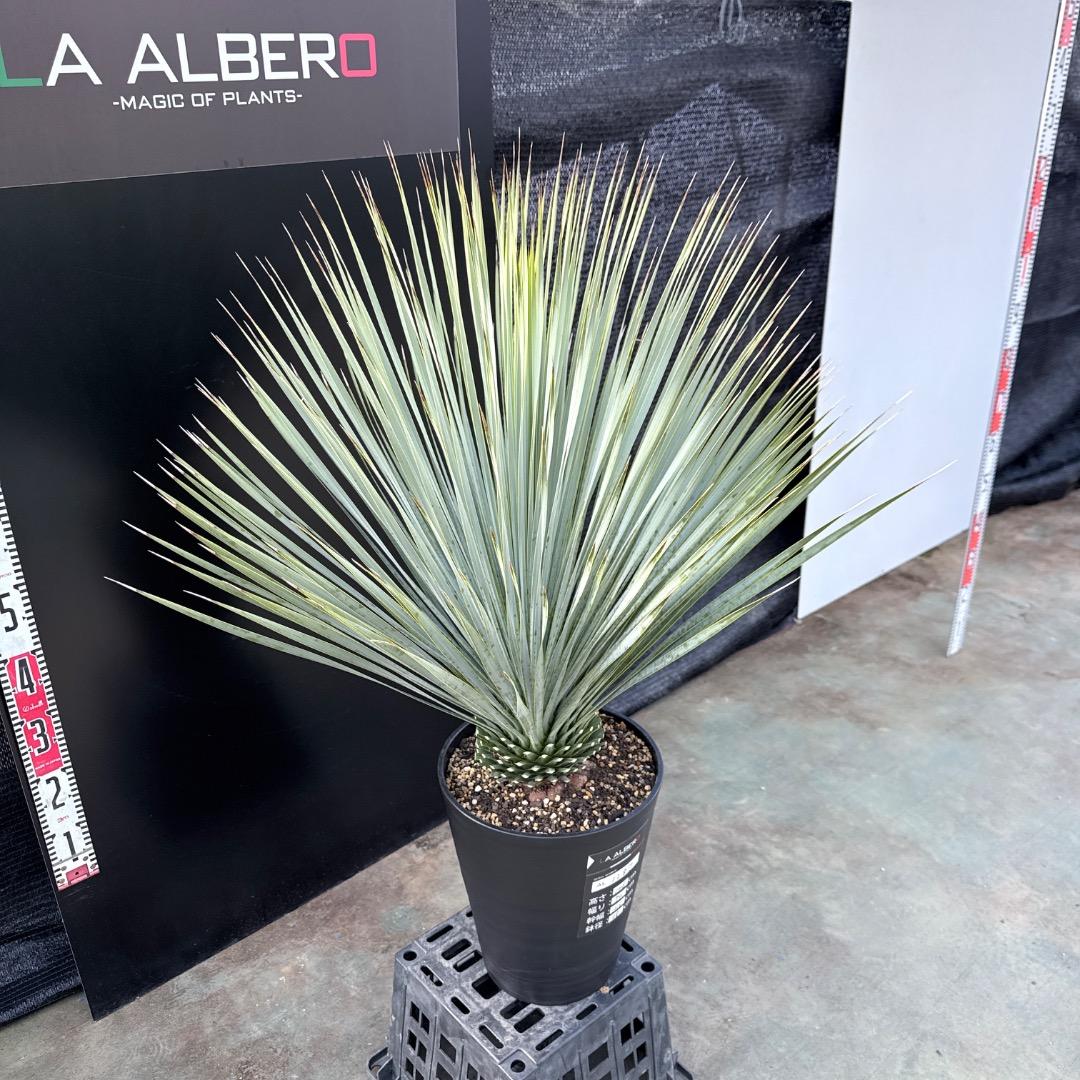 【AL1187】ユッカ　ロストラータ　ランチョブルー