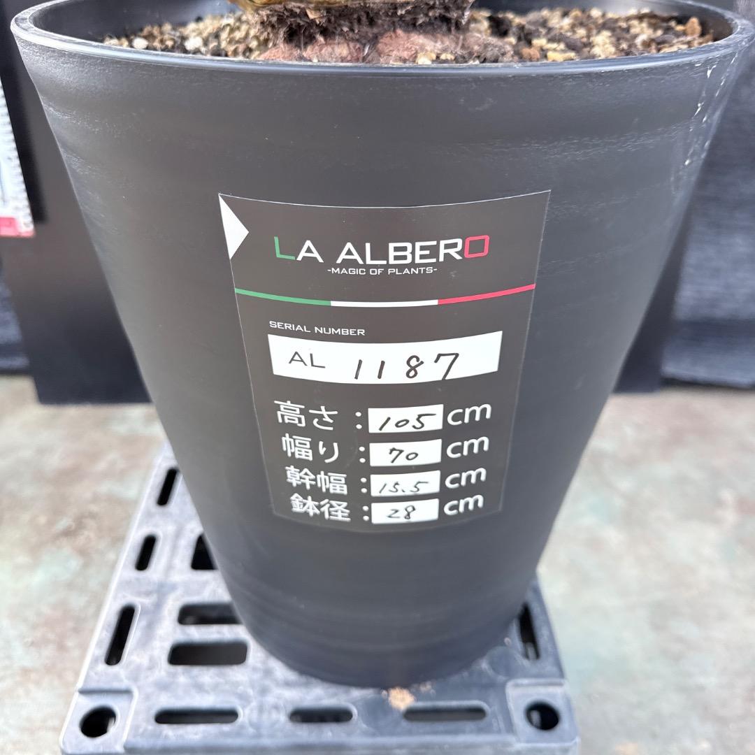 【AL1187】ユッカ　ロストラータ　ランチョブルー