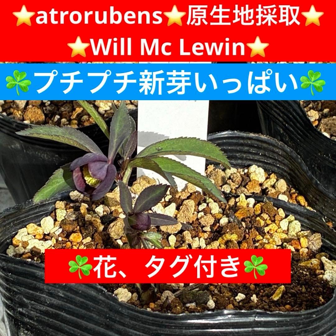 み*ん様 3474☘️花タグ付☘️新芽いっぱい☘️atrorubens⭐️原生地