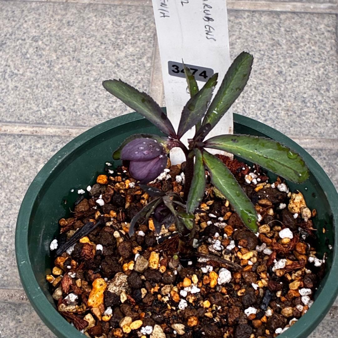 み*ん様 3474☘️花タグ付☘️新芽いっぱい☘️atrorubens⭐️原生地