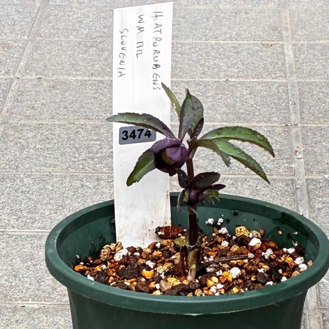 み*ん様 3474☘️花タグ付☘️新芽いっぱい☘️atrorubens⭐️原生地