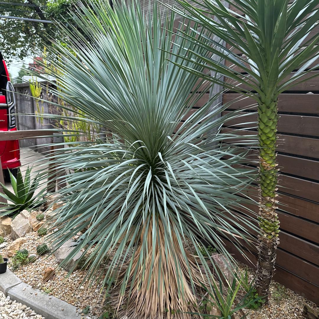 ドライガーデン！スーパーセット