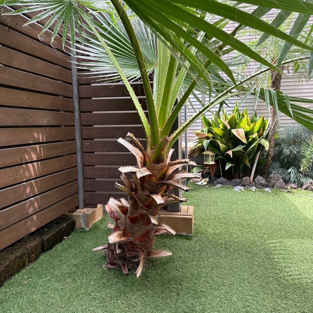 ドライガーデン！スーパーセット