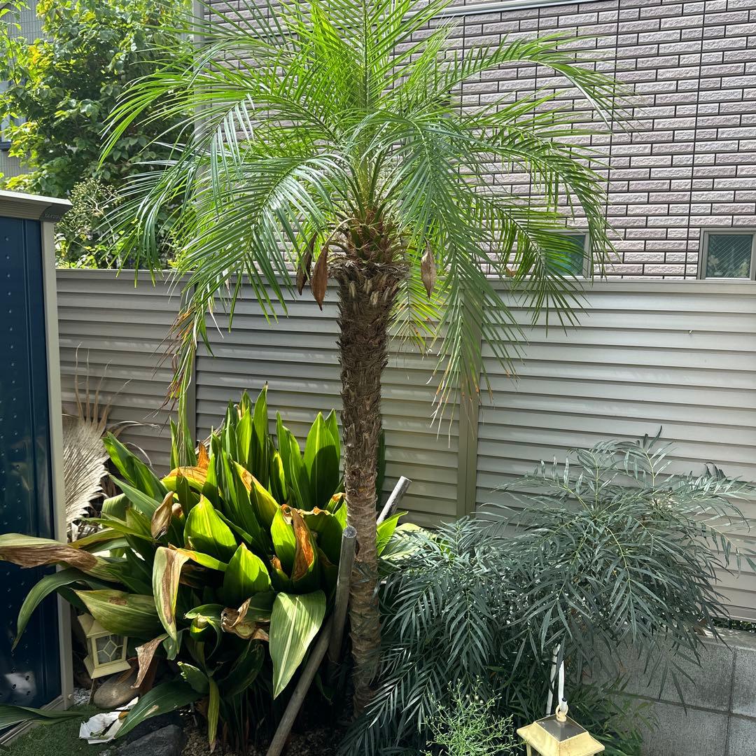 ドライガーデン！スーパーセット