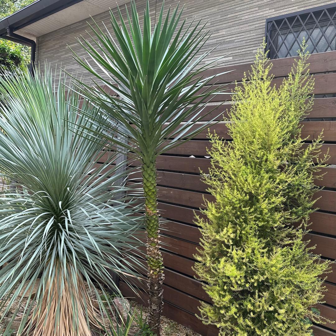 ドライガーデン！スーパーセット