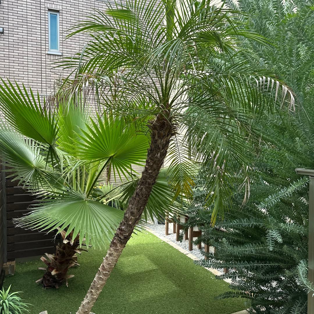 ドライガーデン！スーパーセット