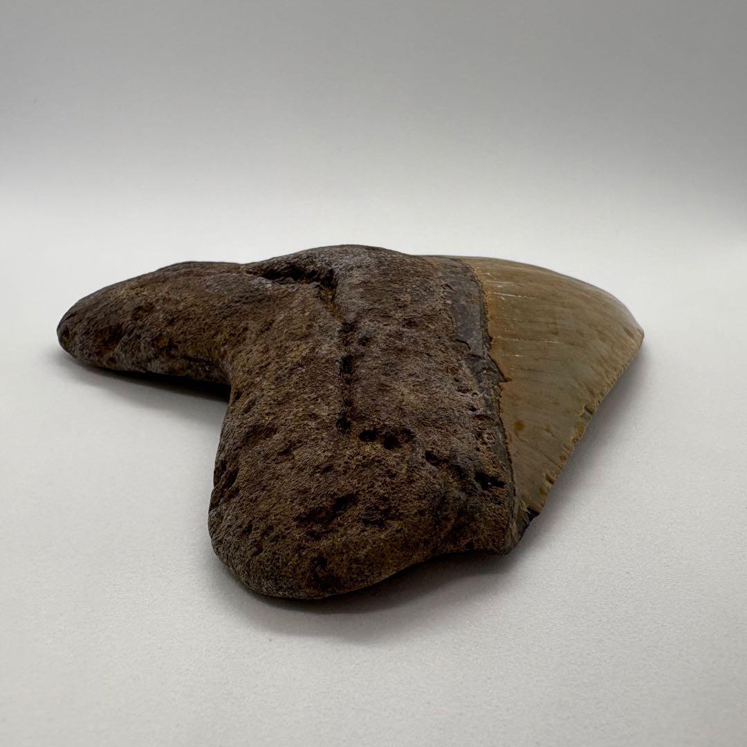 本物　メガロドンの歯　化石　サメ　12cm アメリカ合衆国