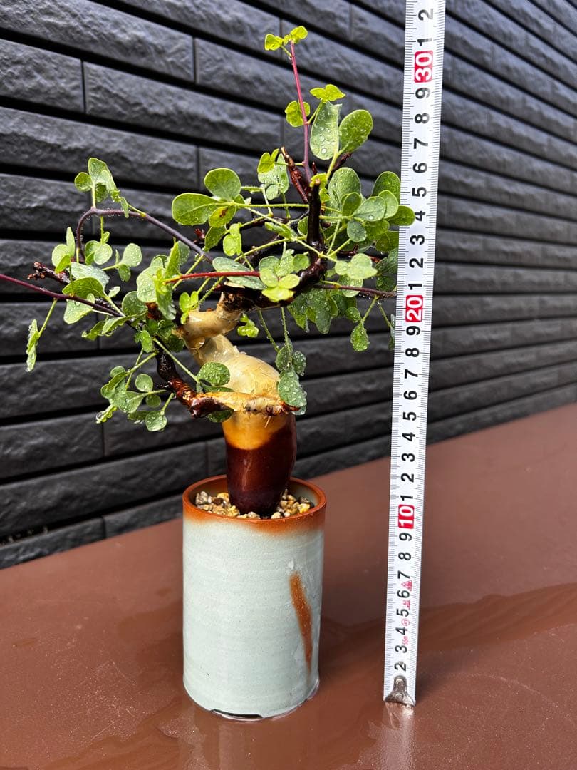 【発根済】コミフォラ カタフ ピュア ソマリア産