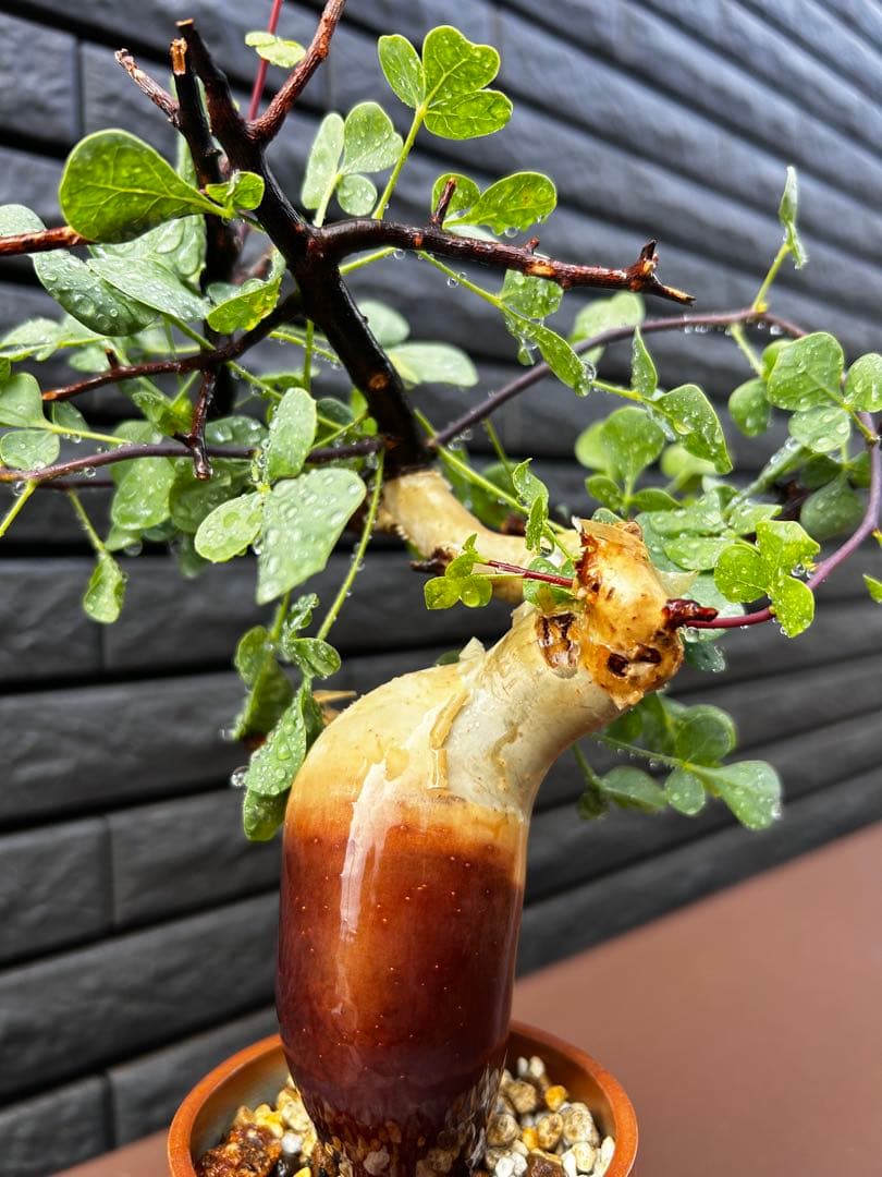 【発根済】コミフォラ カタフ ピュア ソマリア産