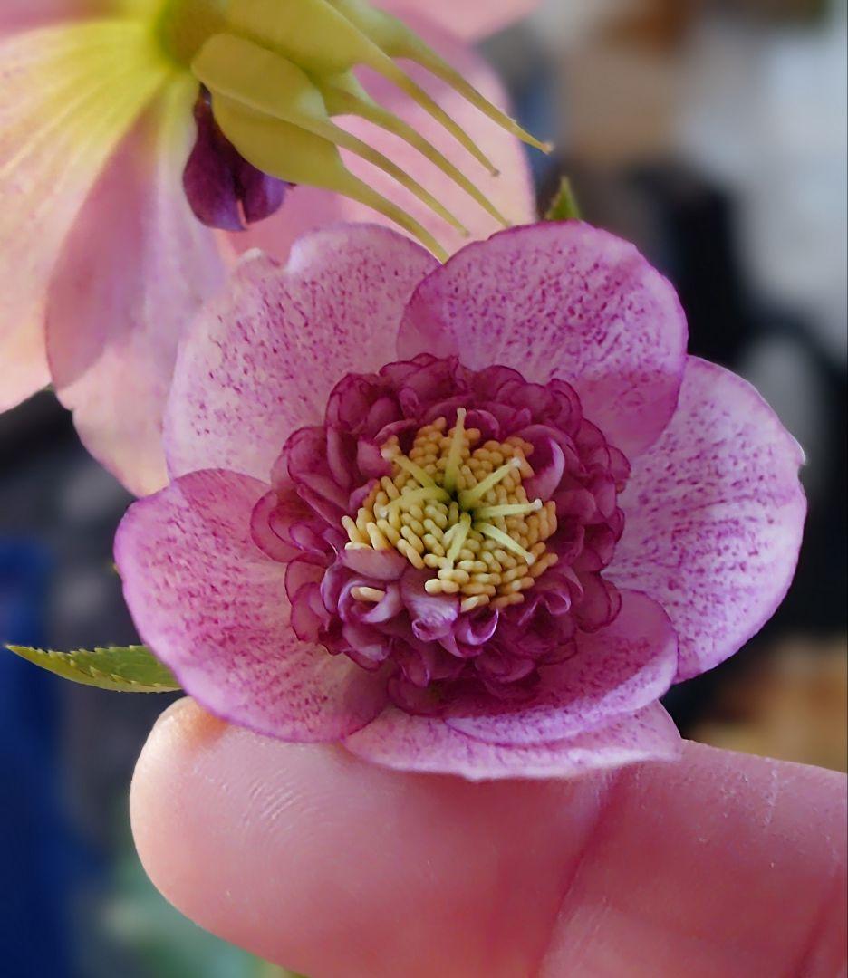 クリスマスローズ開花かぶ