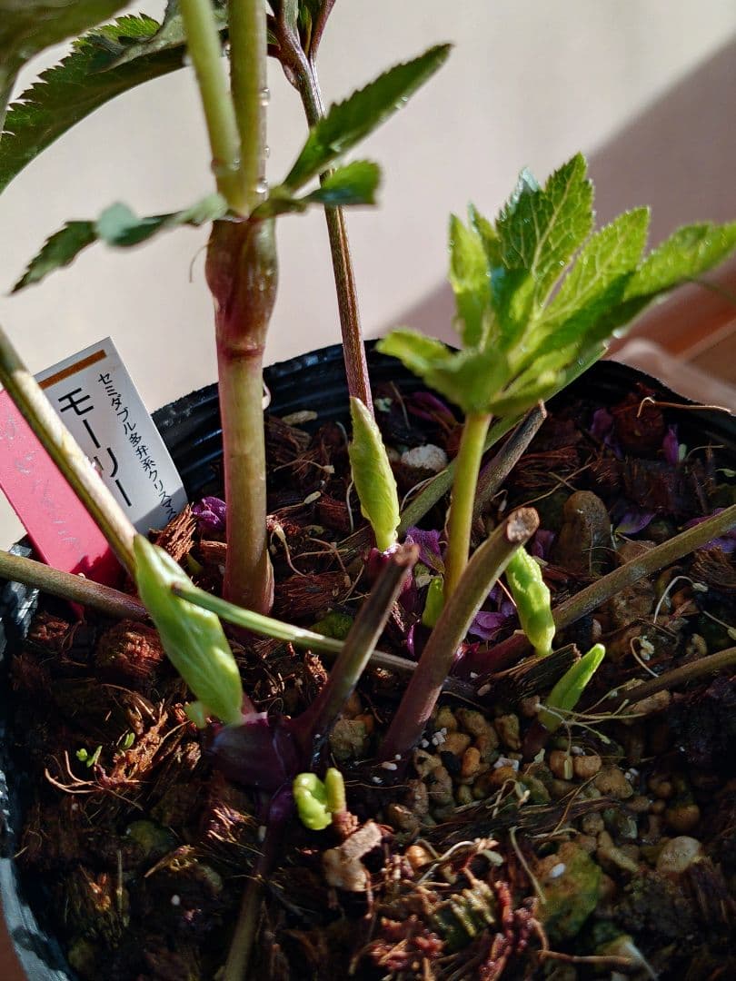 クリスマスローズ開花かぶ