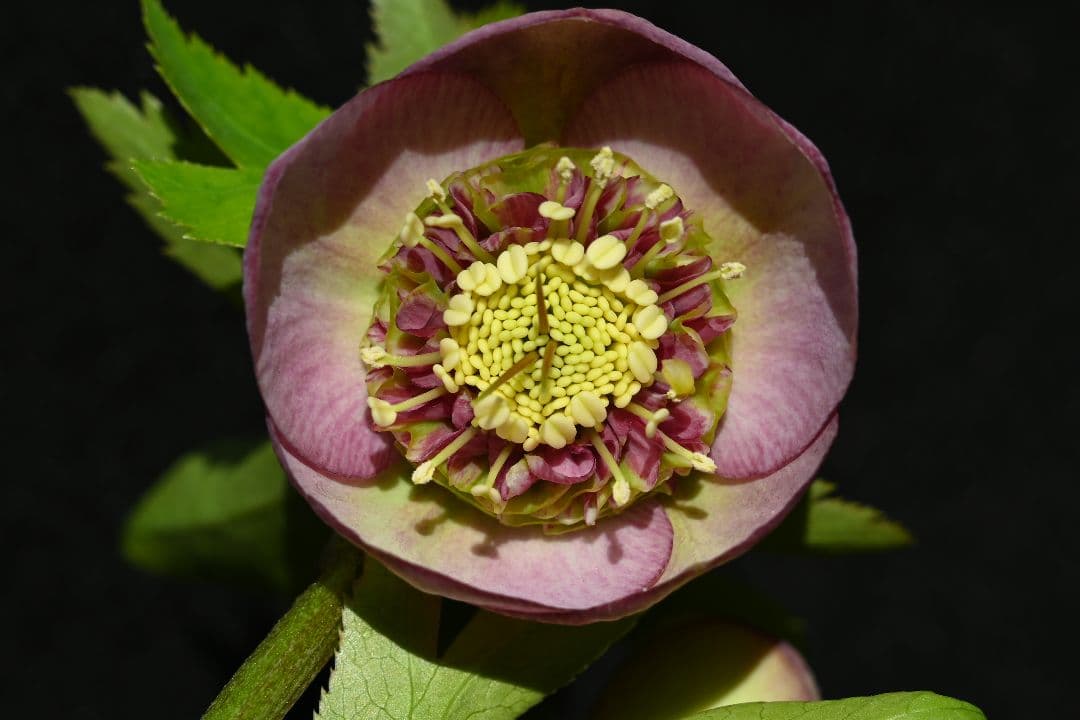 クリスマスローズ　sd多弁系レッドバイカラーカップ咲き　加藤農園