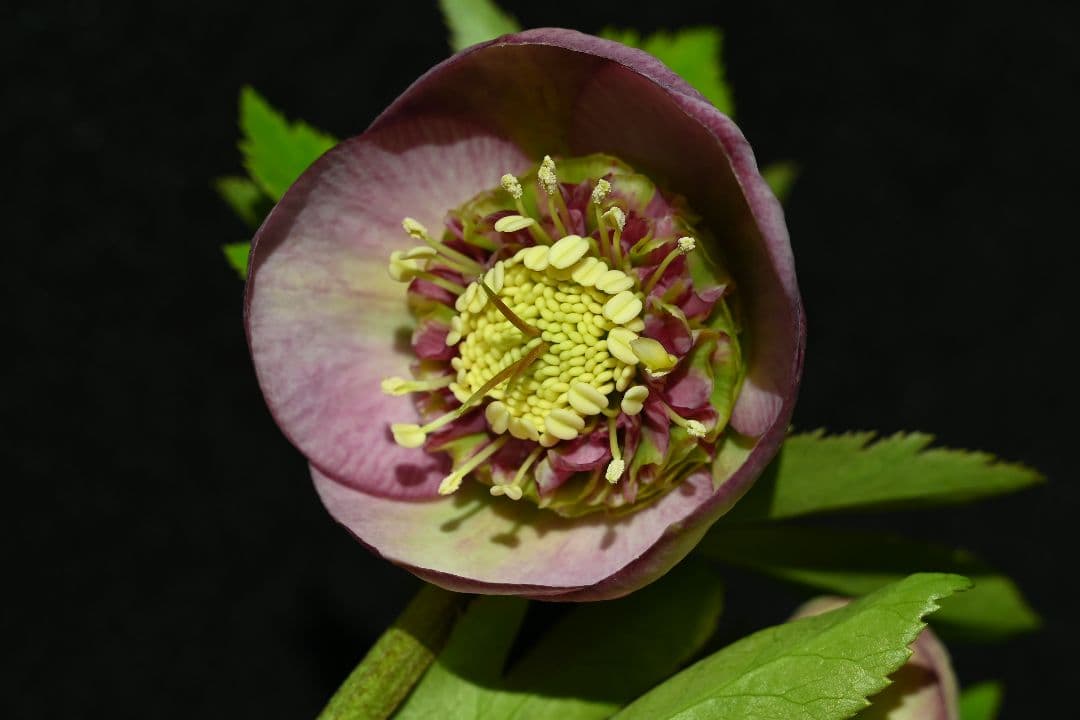 クリスマスローズ　sd多弁系レッドバイカラーカップ咲き　加藤農園